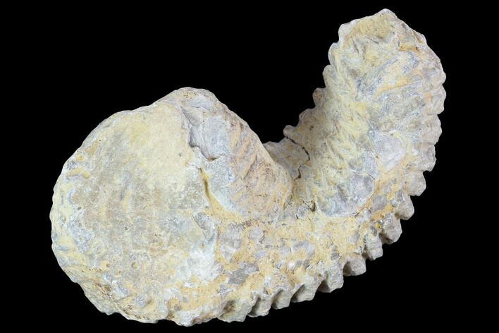 Cretaceous Fossil Oyster (Rastellum) - Madagascar #100345